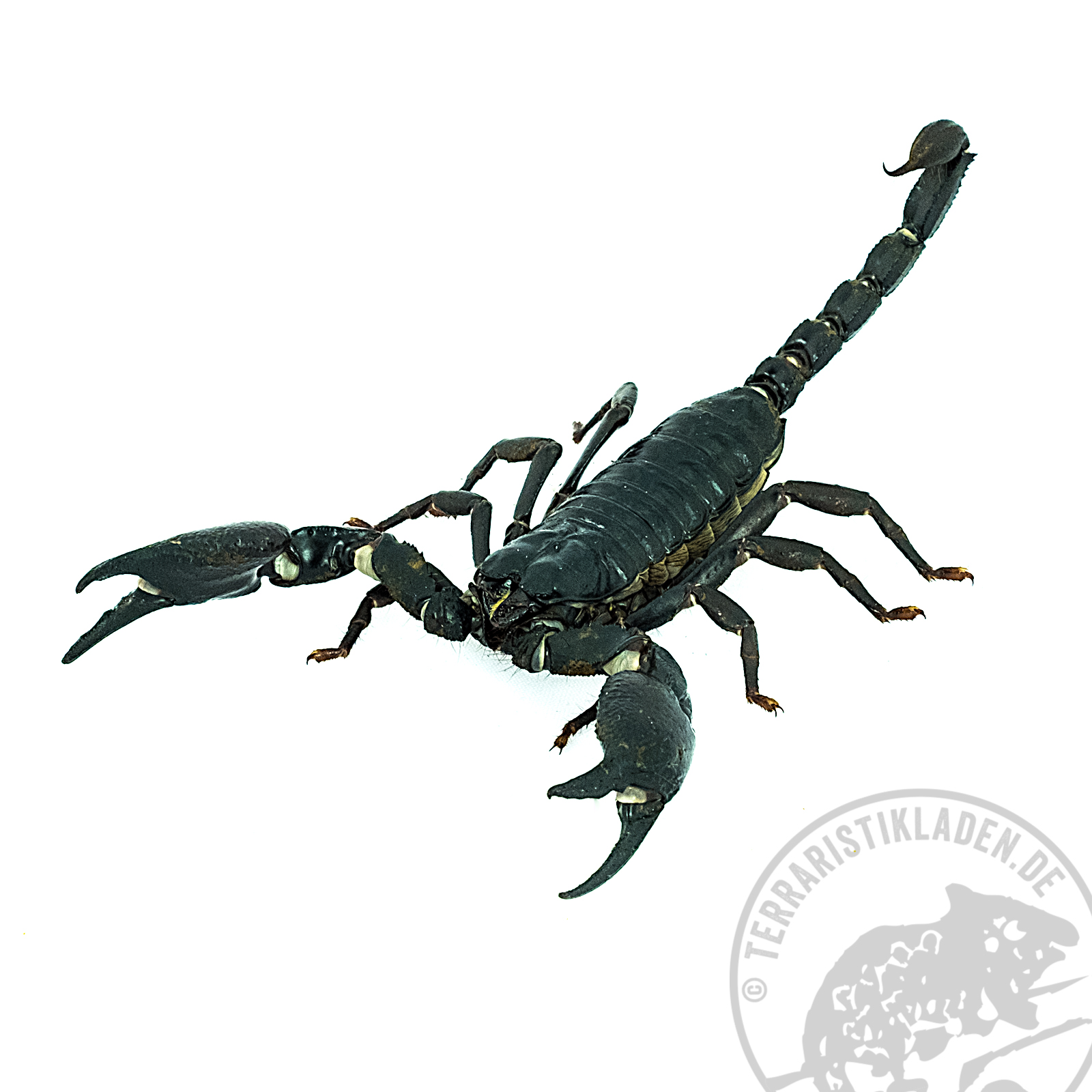 Heterometrus laoticus Skorpion 