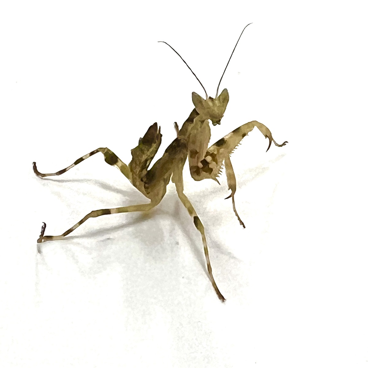 Creoboter spec. Yunnan - Yunnan Blütenmantis