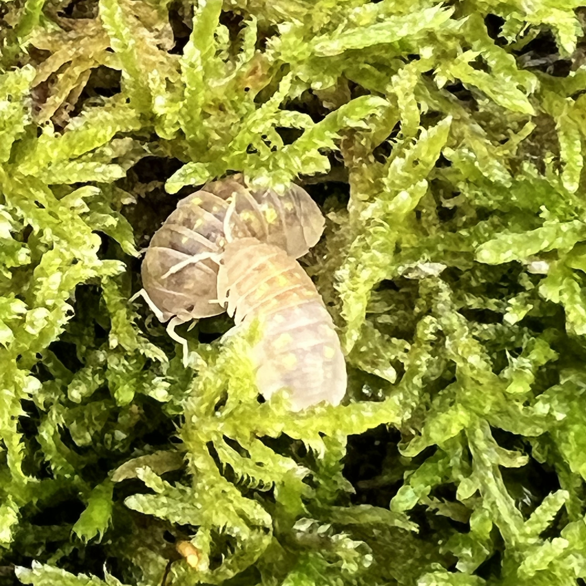 Armadillidium granulatum "Soft Orange"