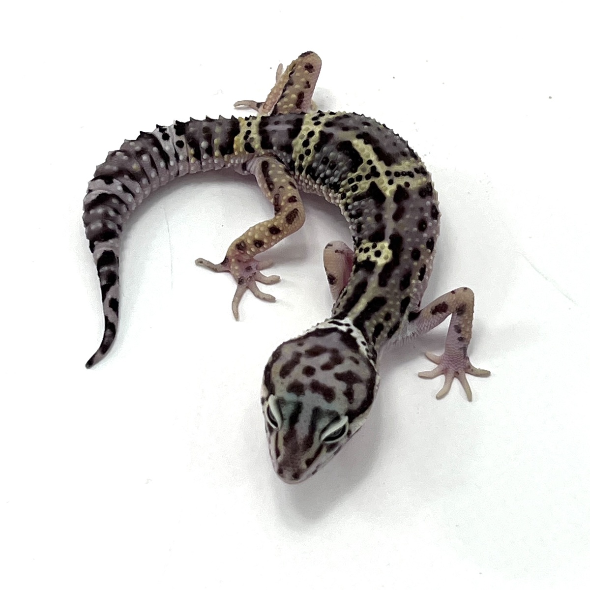 Mack Snow Black Night Leopardgecko