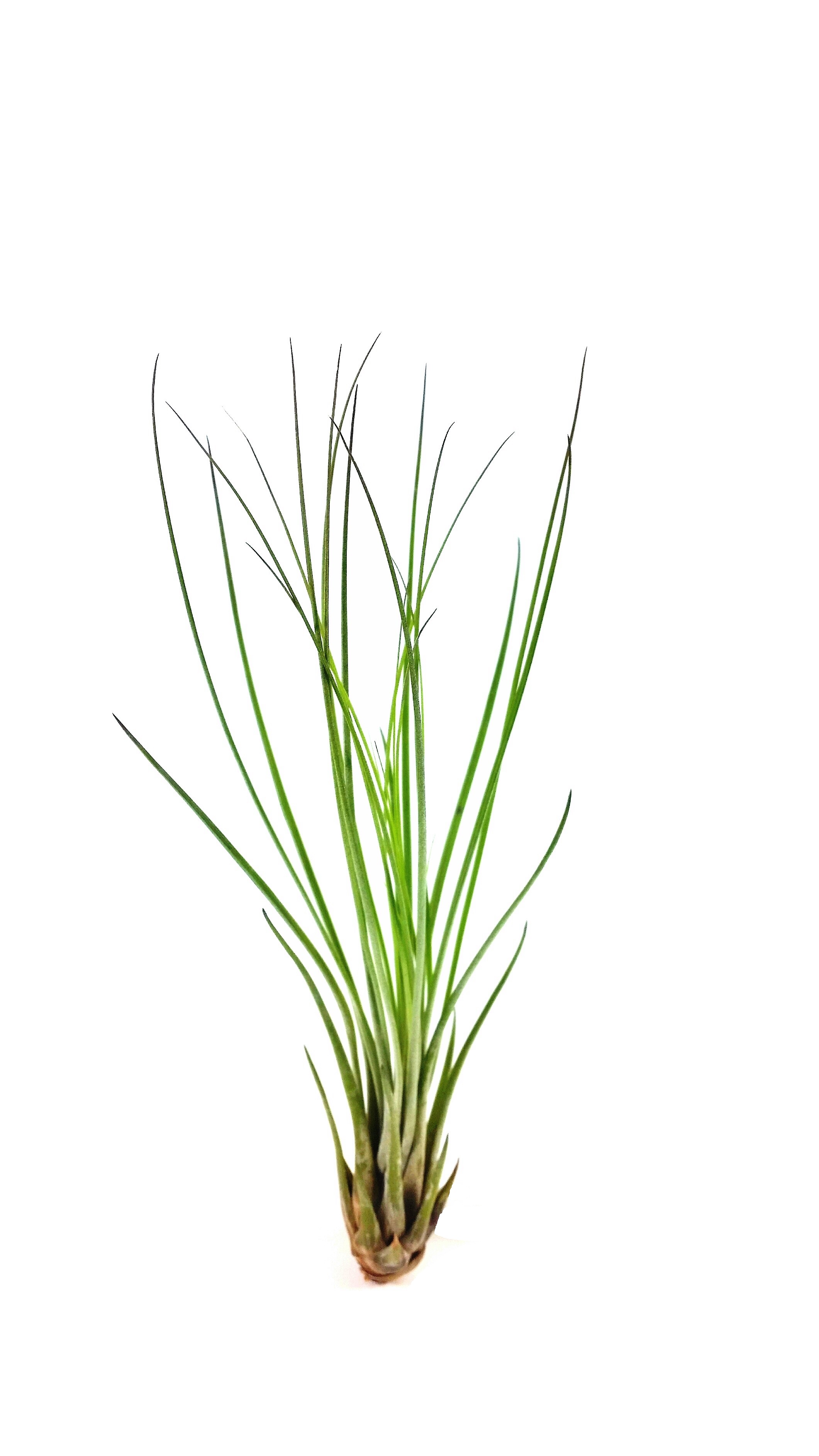 Tillandsia juncea