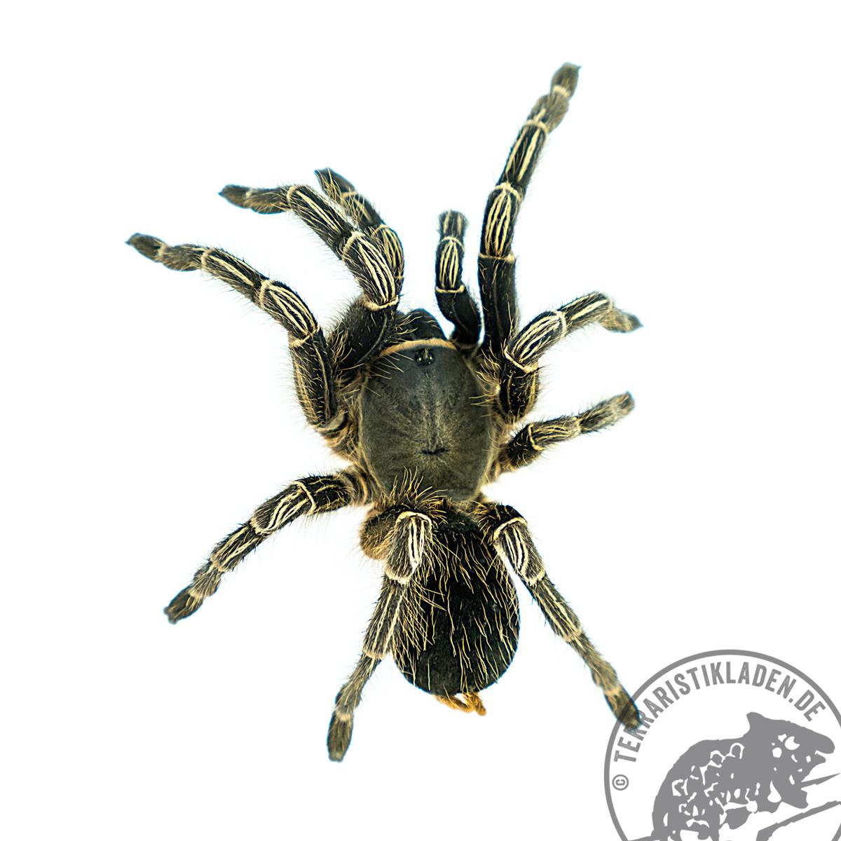 Aphonopelma seemanni