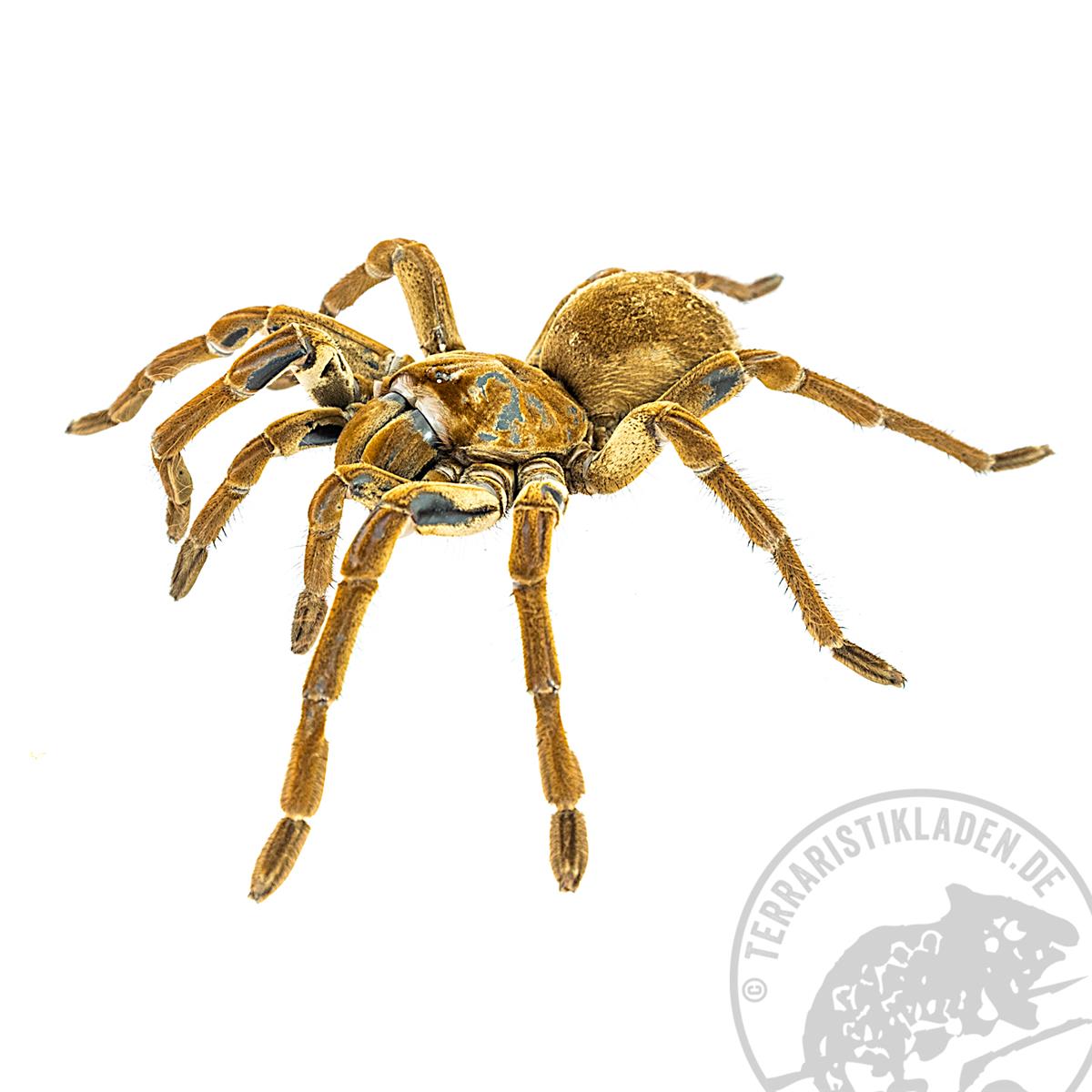 Theraphosa  blondi sp.