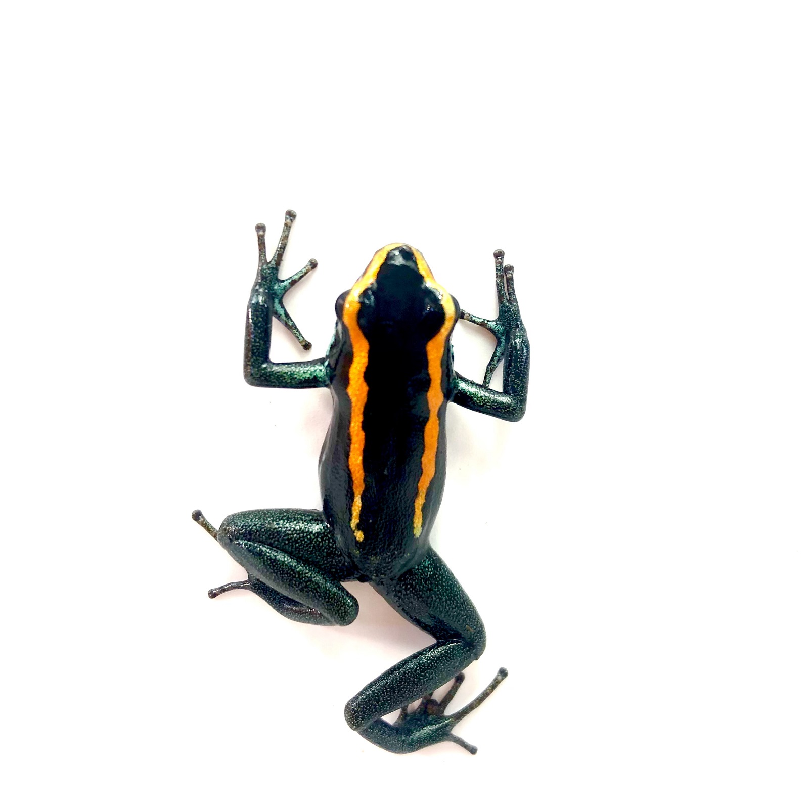 Phyllobates vittatus Gestreifter Blattsteiger