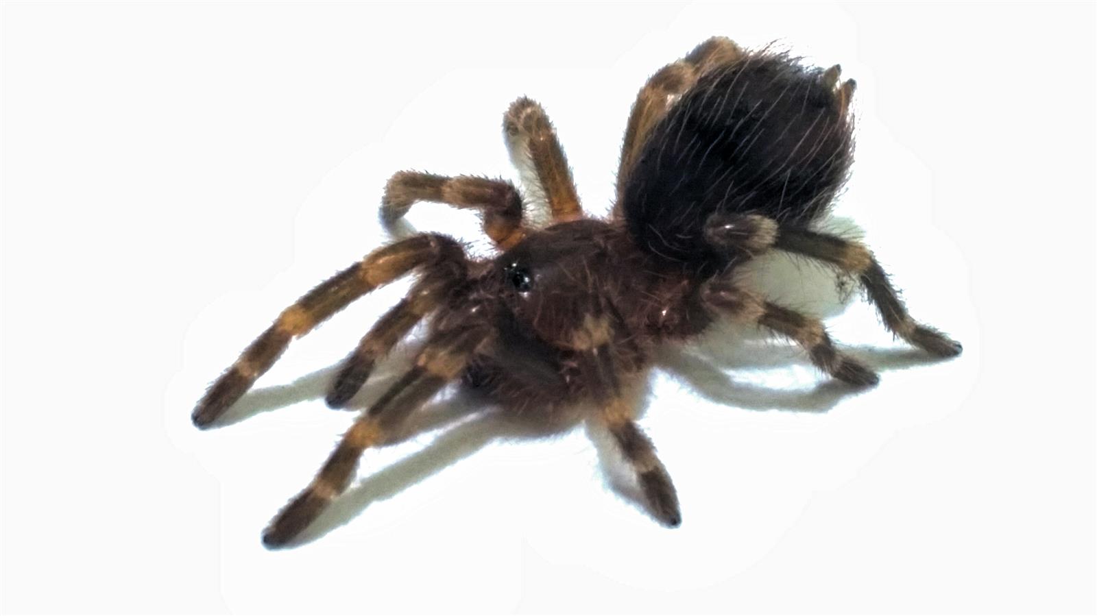 Acanthoscurria geniculata