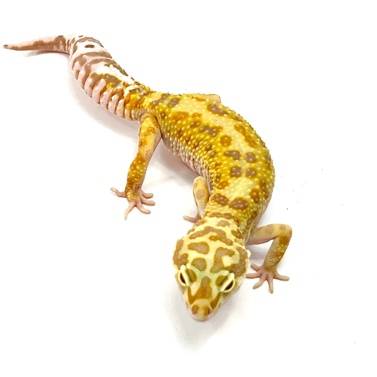 Zorro Mandarin Leopardgecko