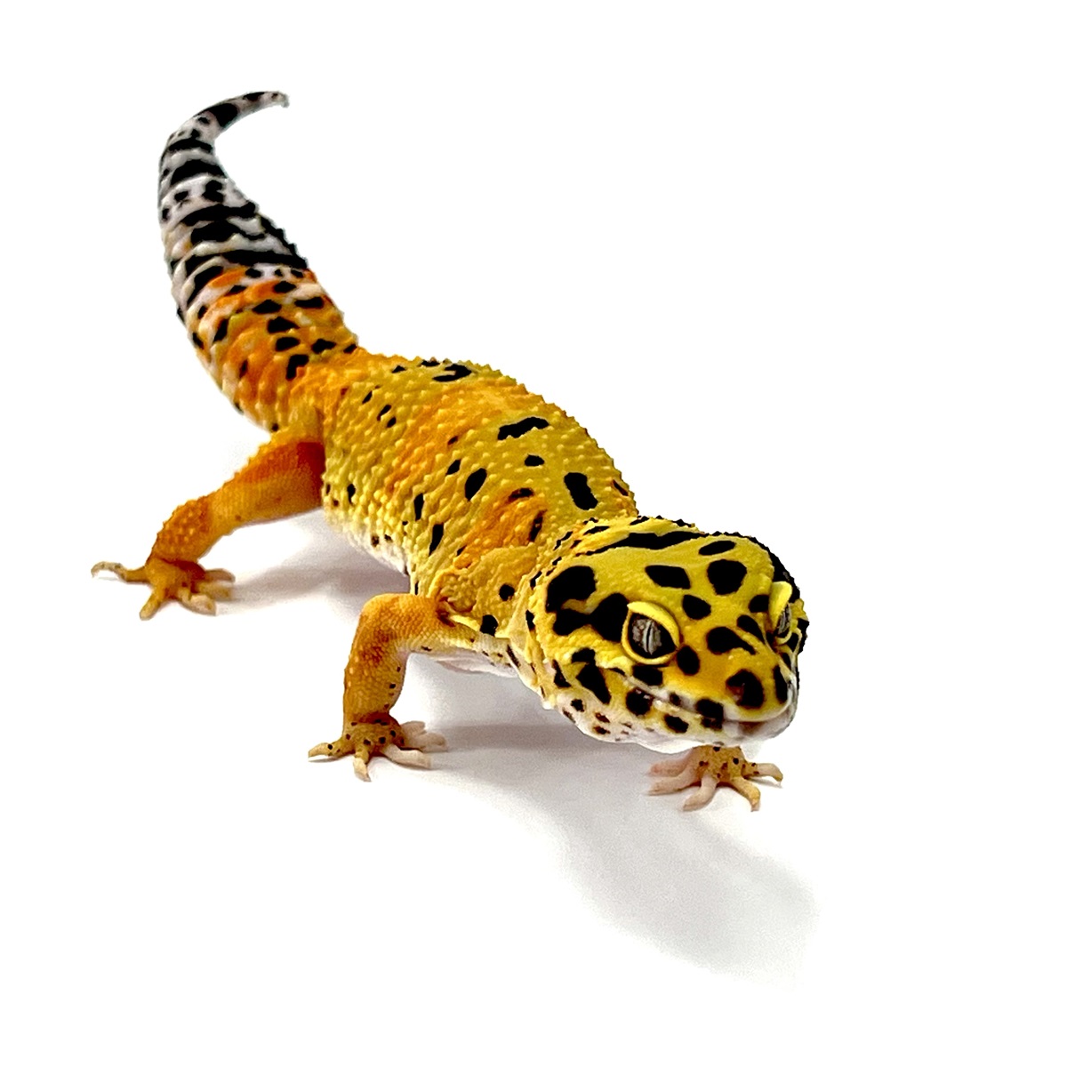 TangerineTornado Leopardgecko