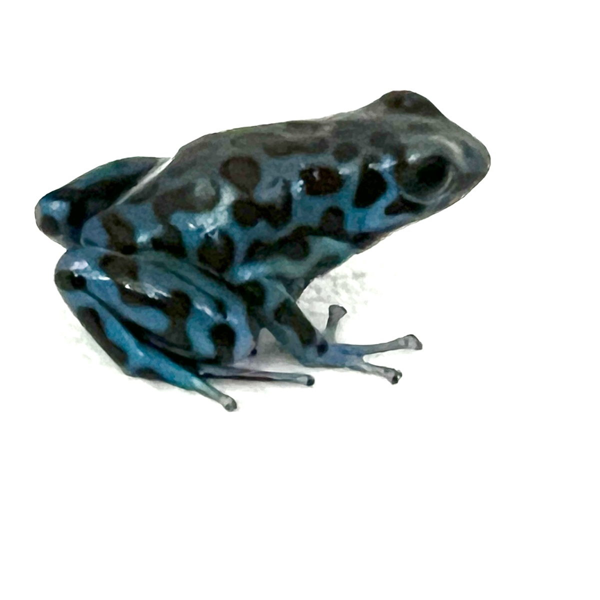 Dendrobates auratus La Coca