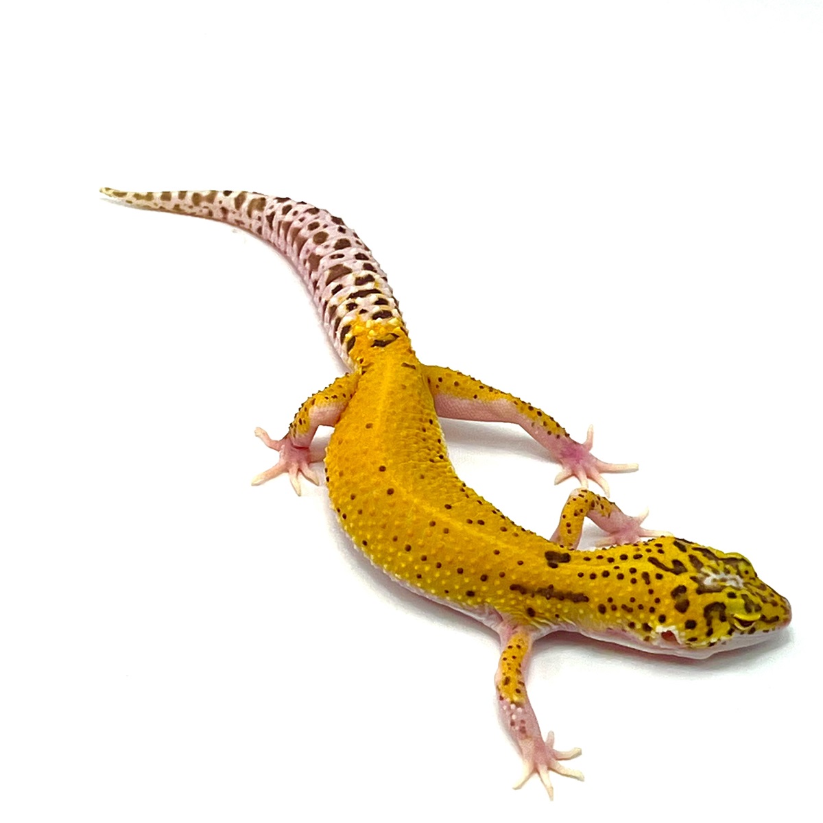 Albino Eclipse Tangerine full Red Eyes Leopardgecko