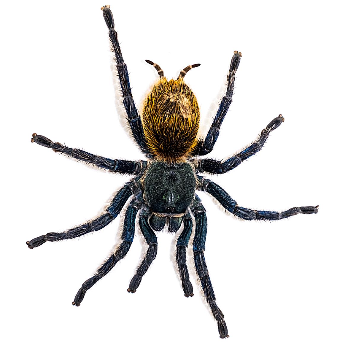 Chromatopelma cyaneopubescens