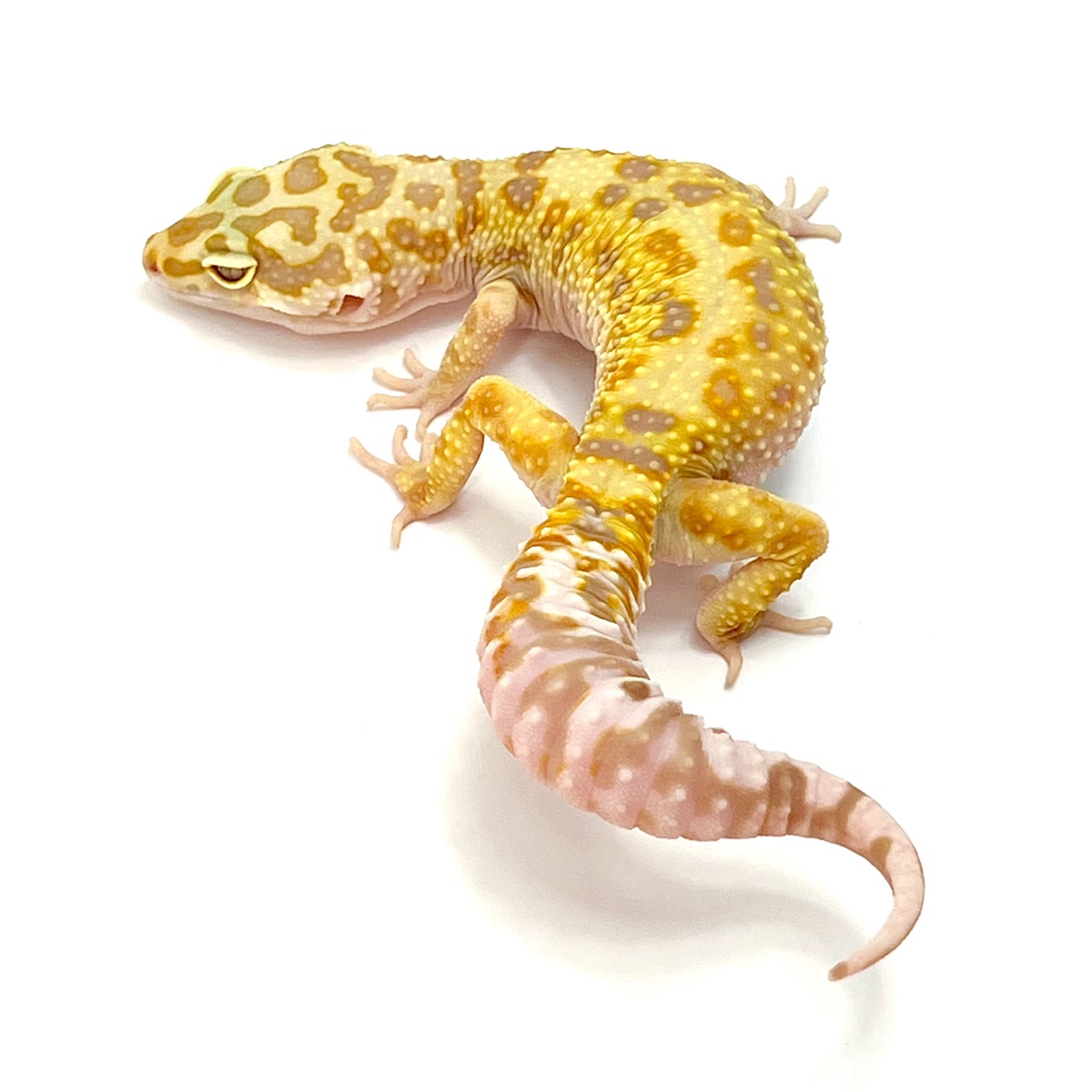 Zorro Mandarin Leopardgecko