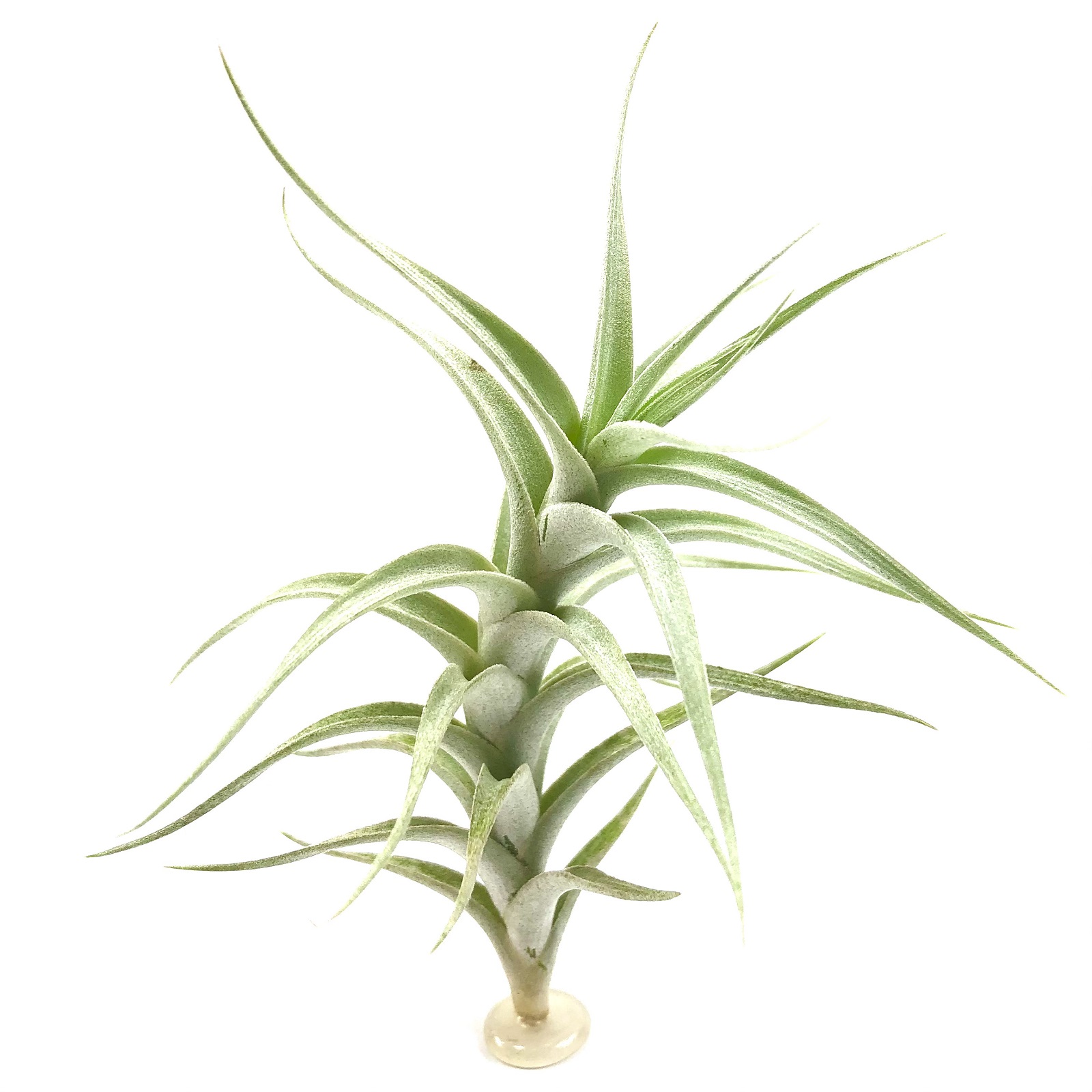 Tillandsia albida minor