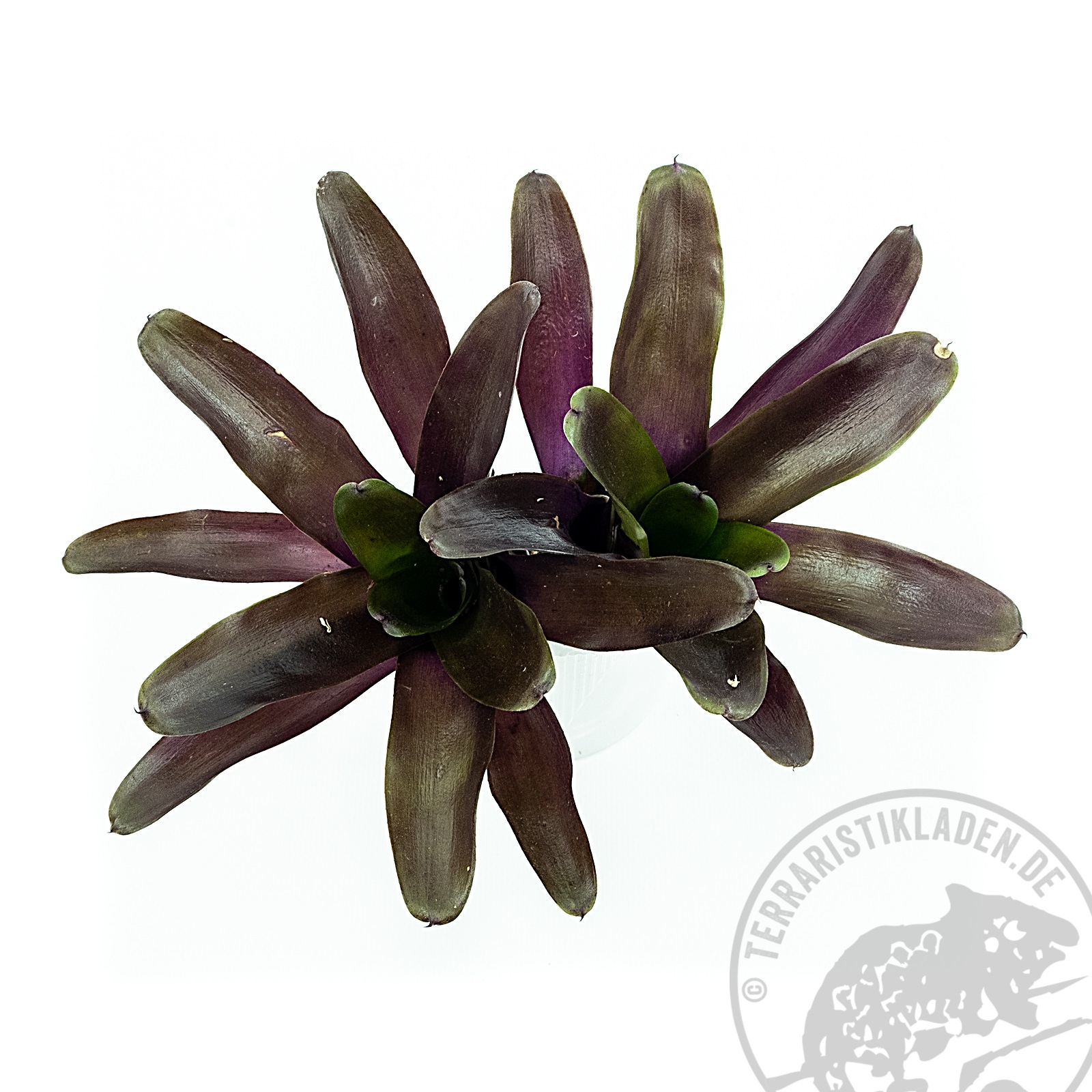 Neoregelia schultesiana