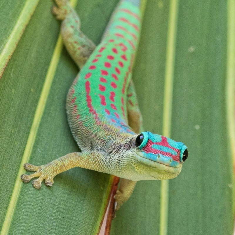 Phelsuma ornata Zuchtpaar