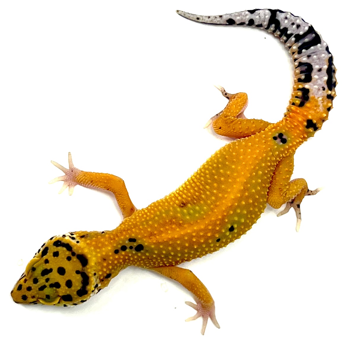 Emerine Tangerine Leopardgecko