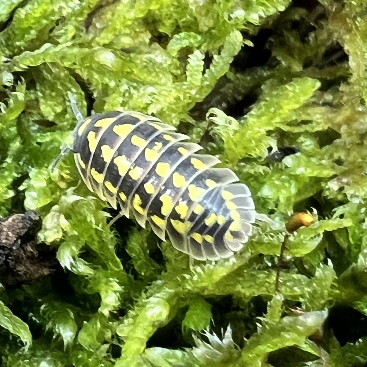 Armadillidium gestroi giant