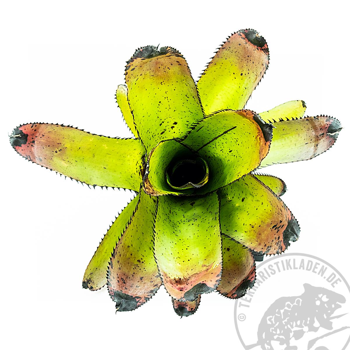 Neoregelia silvomontana Bromelie