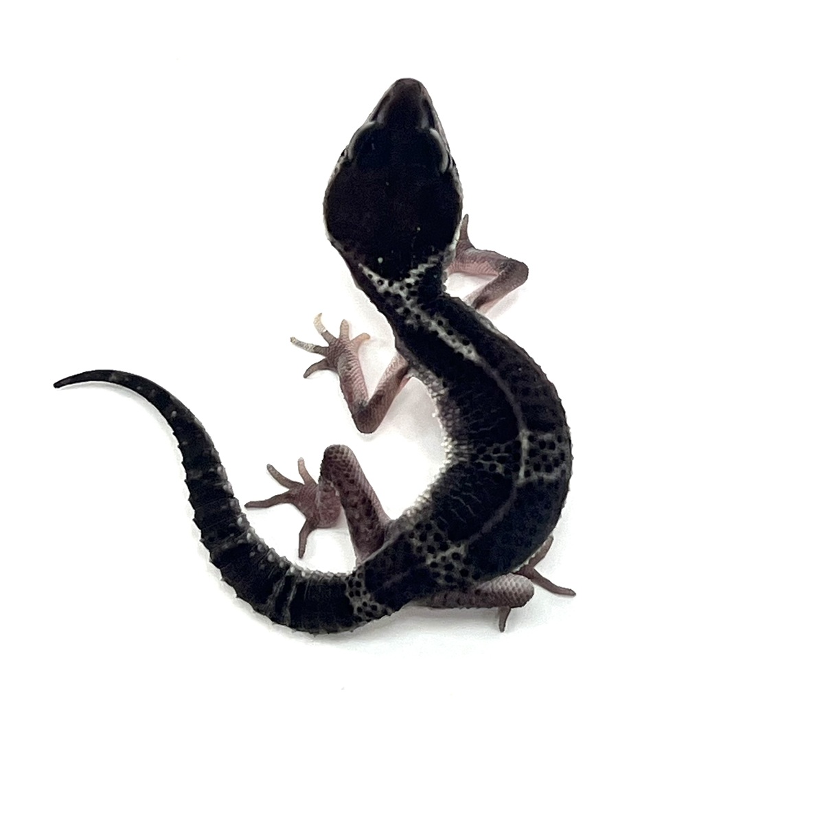 Mack Snow BlackNight Leopardgecko