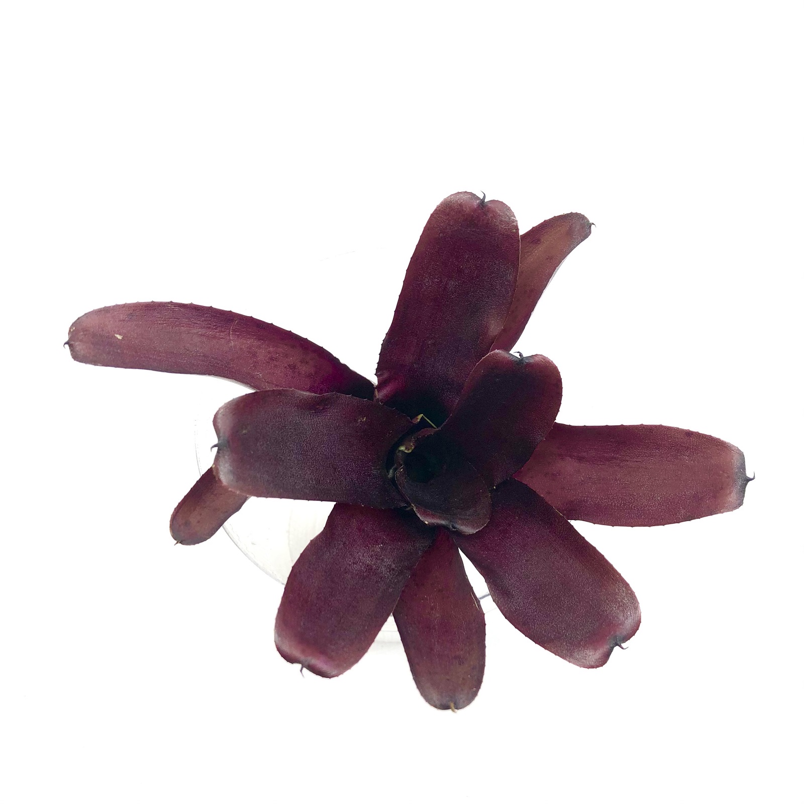 Neoregelia amazon red