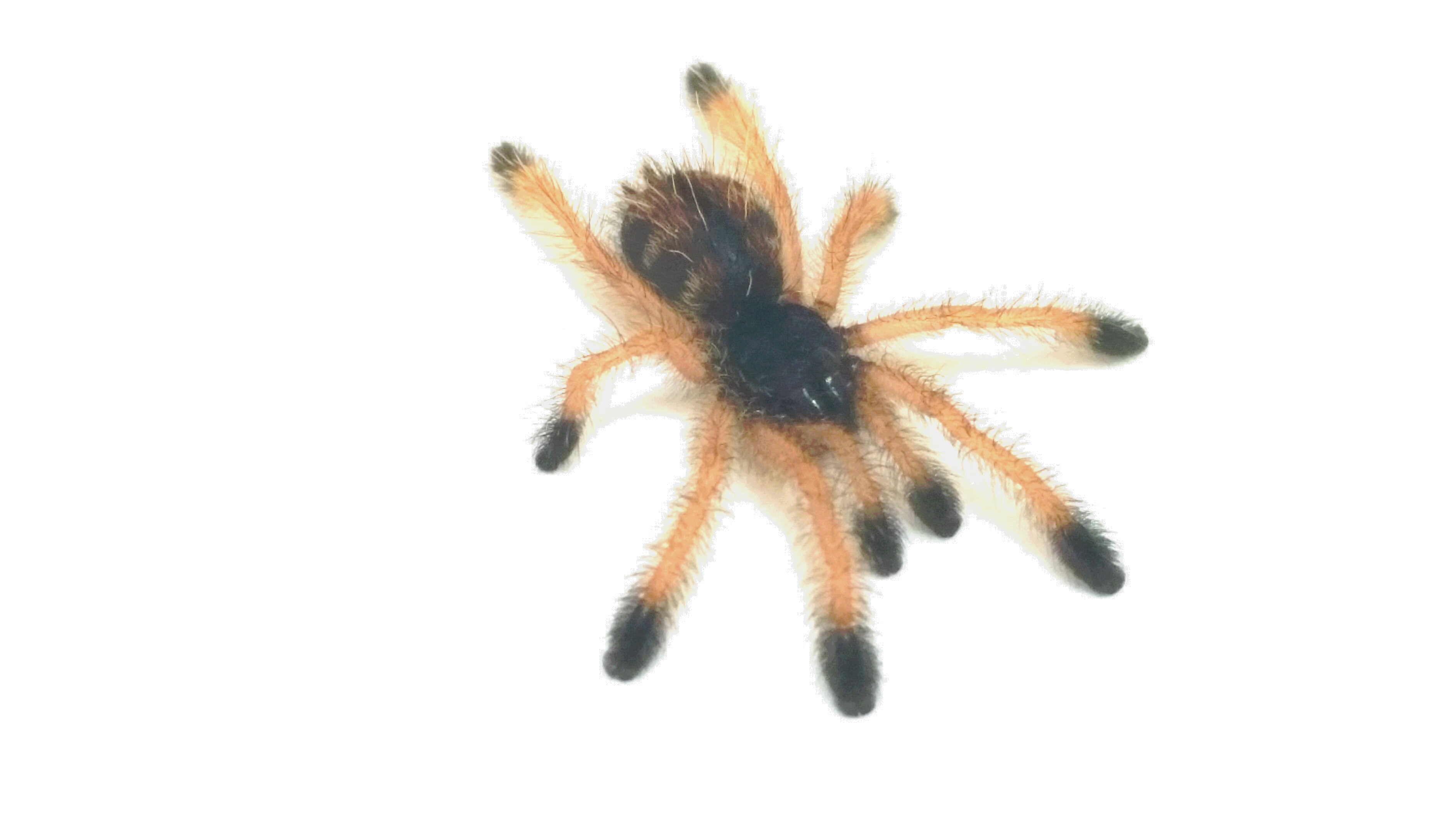 Avicularia cf. metallica