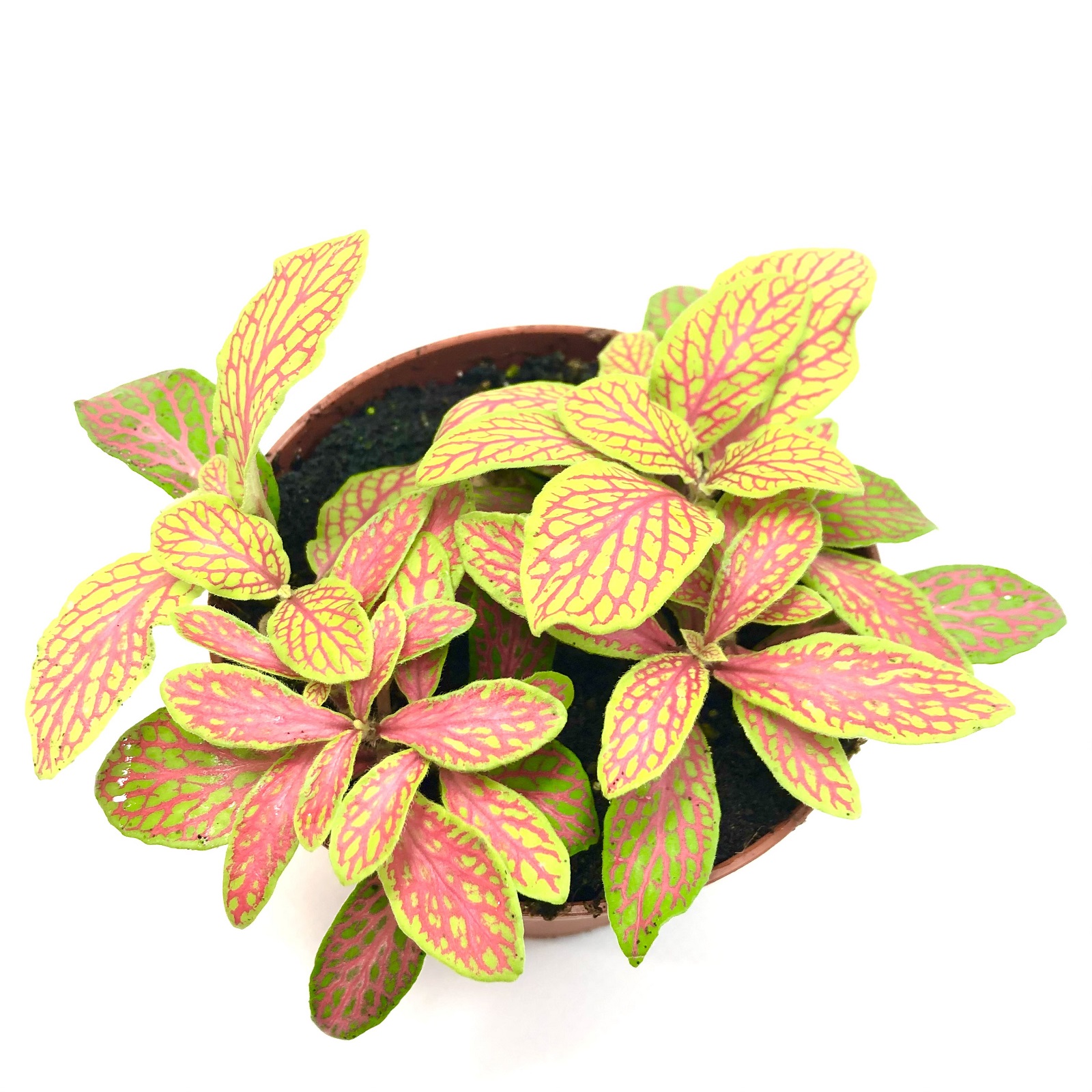 Fittonia neon Mosaikpflanze