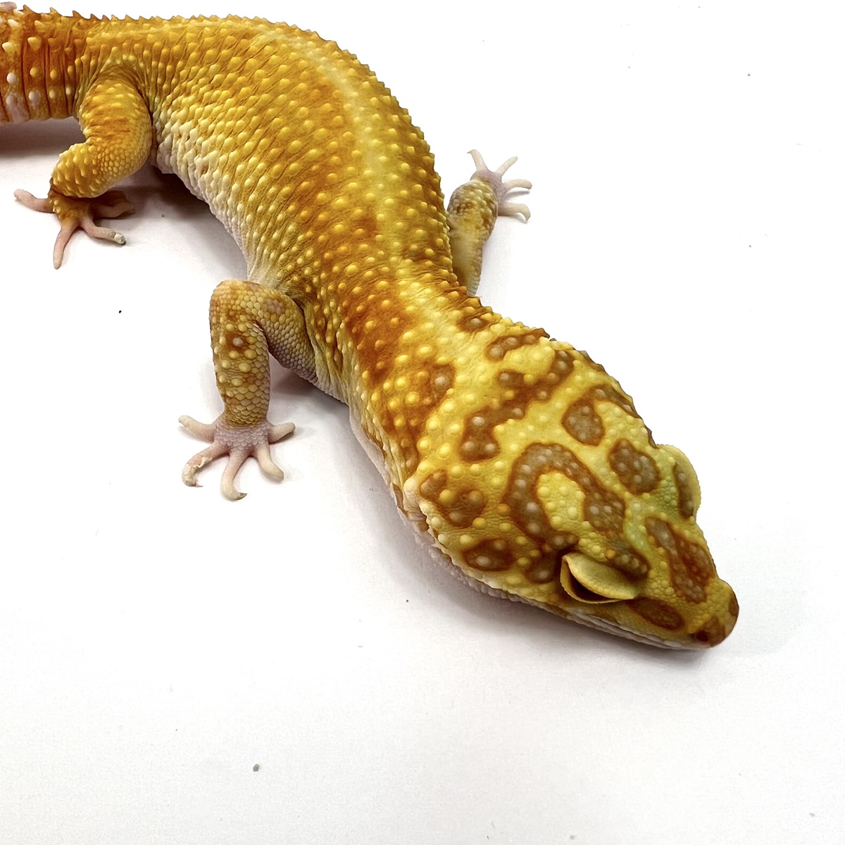 Jungle Copper Designer Leopardgecko