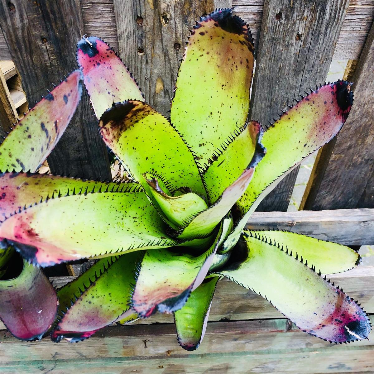 Neoregelia silvomontana Bromelie