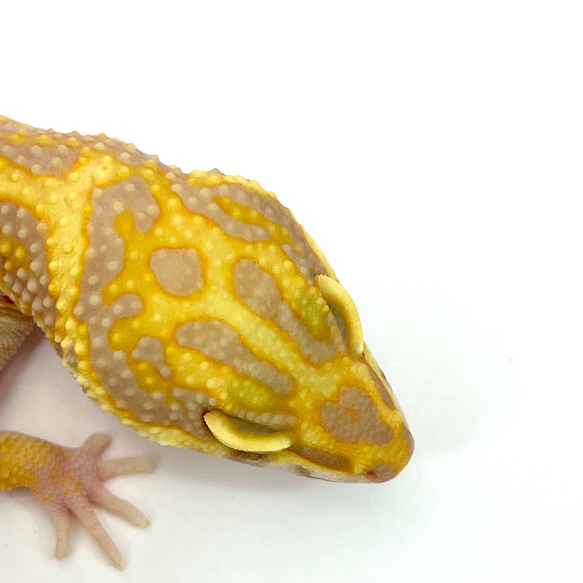 High Contrast Bold Tangerine Tremper Albino Leopardgecko