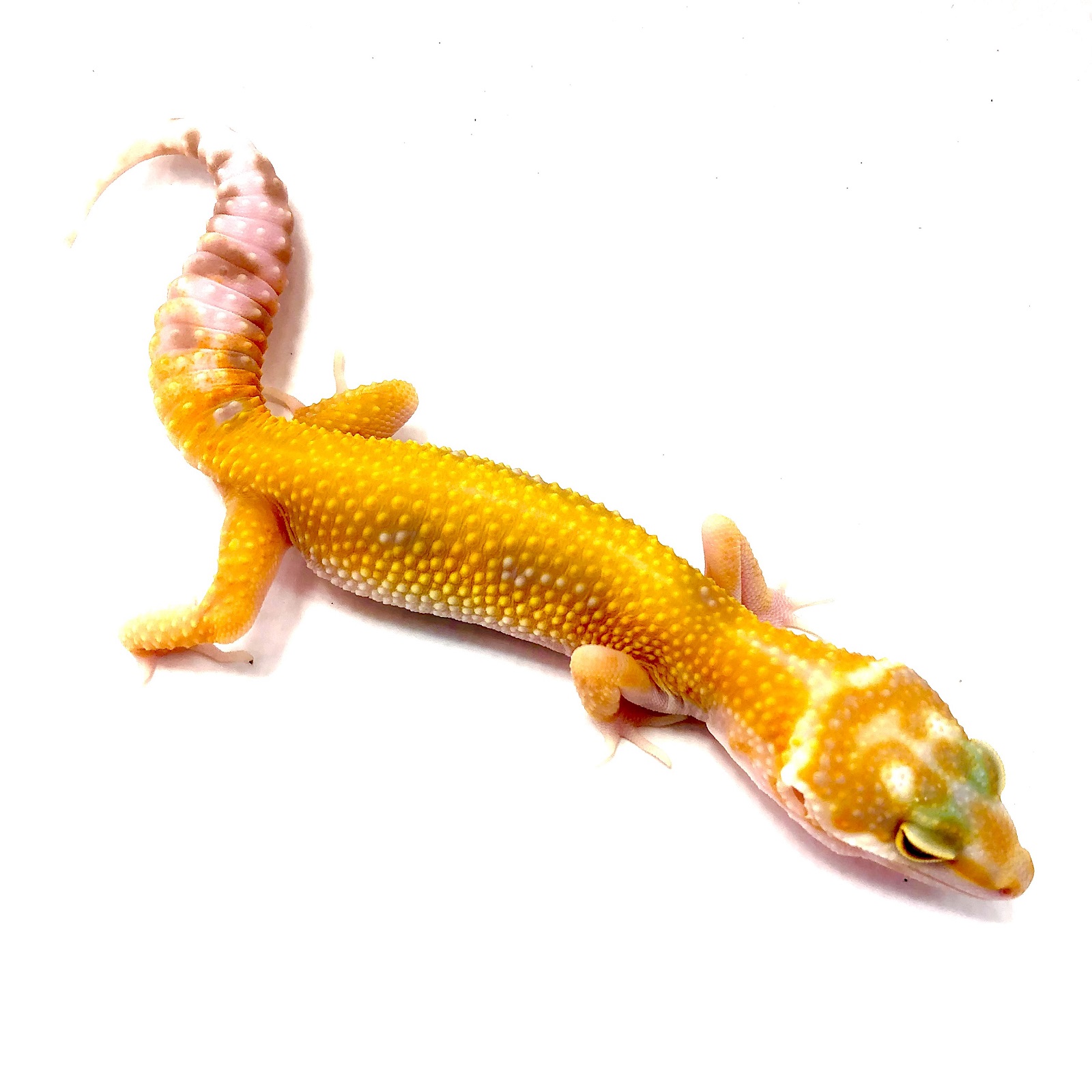 Jungle Copper Designer Leopardgecko