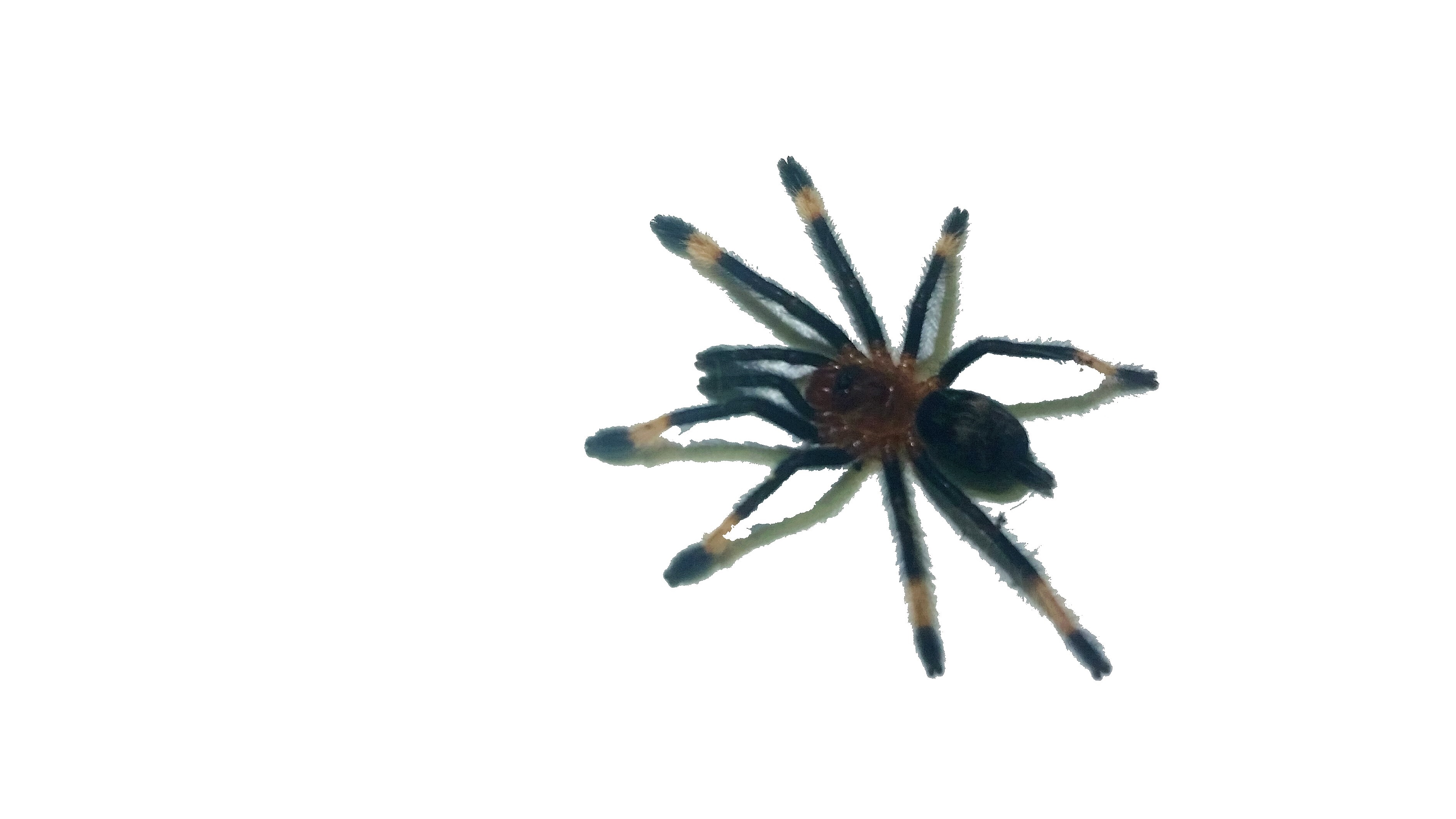 Psalmopoeus irminia