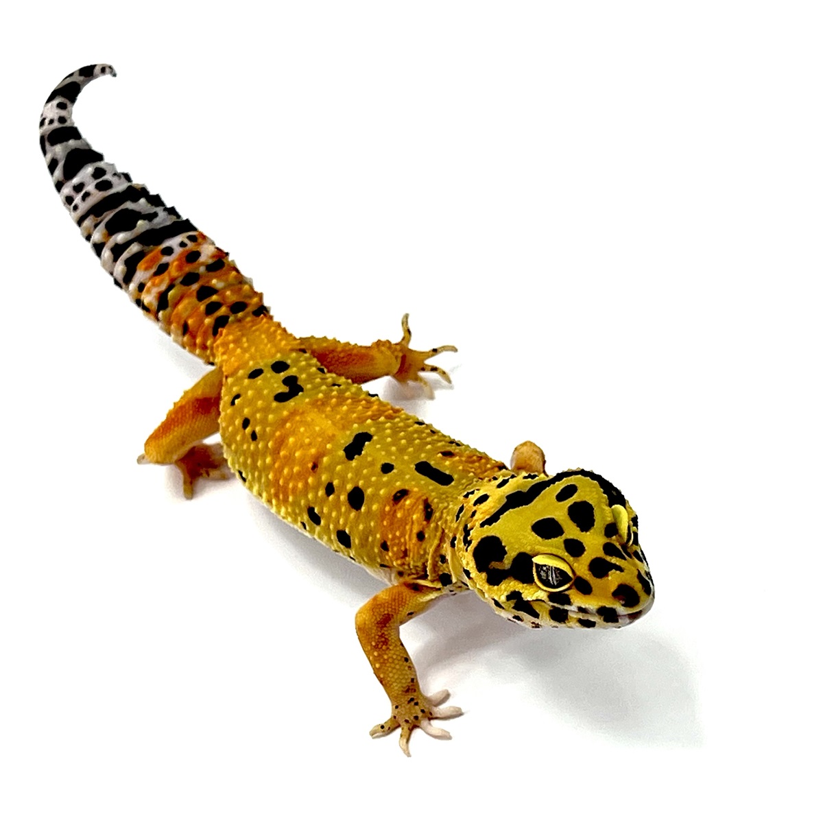 TangerineTornado Leopardgecko