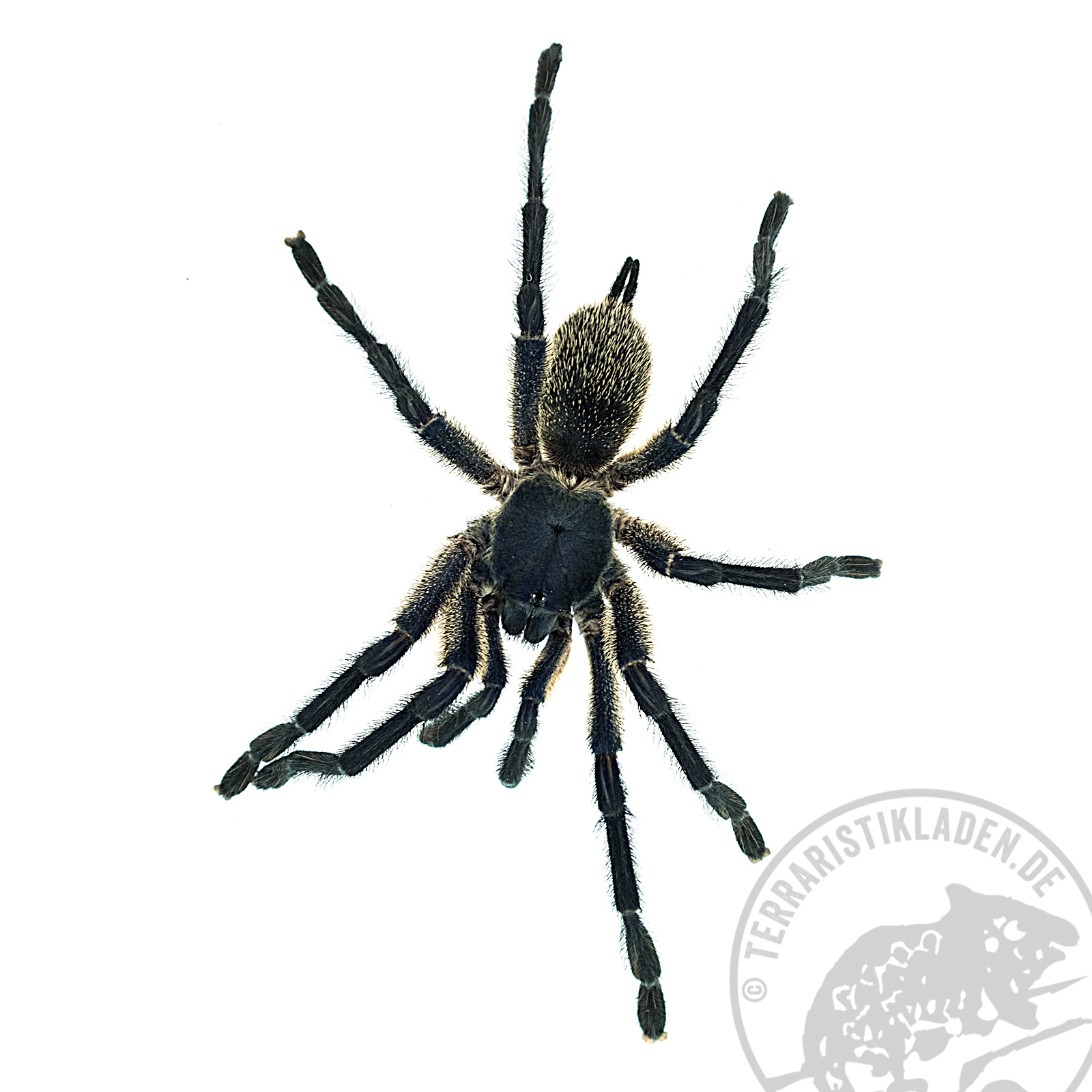 Monocentropus balfouri