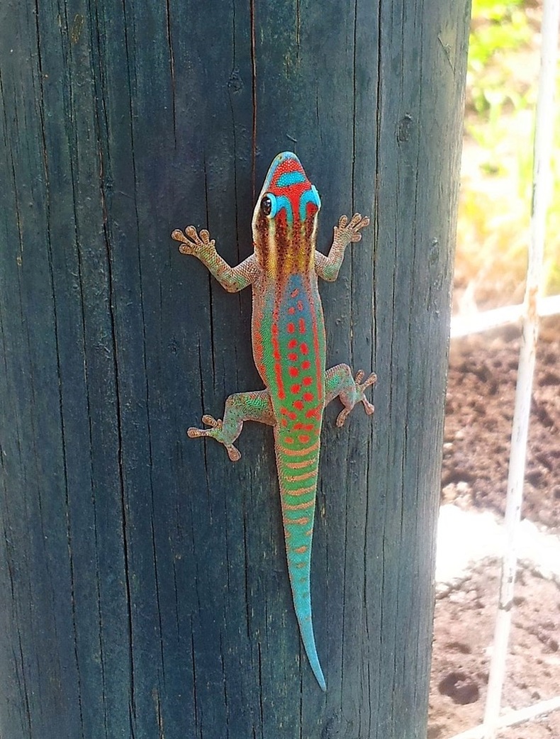 Phelsuma ornata Zuchtpaar