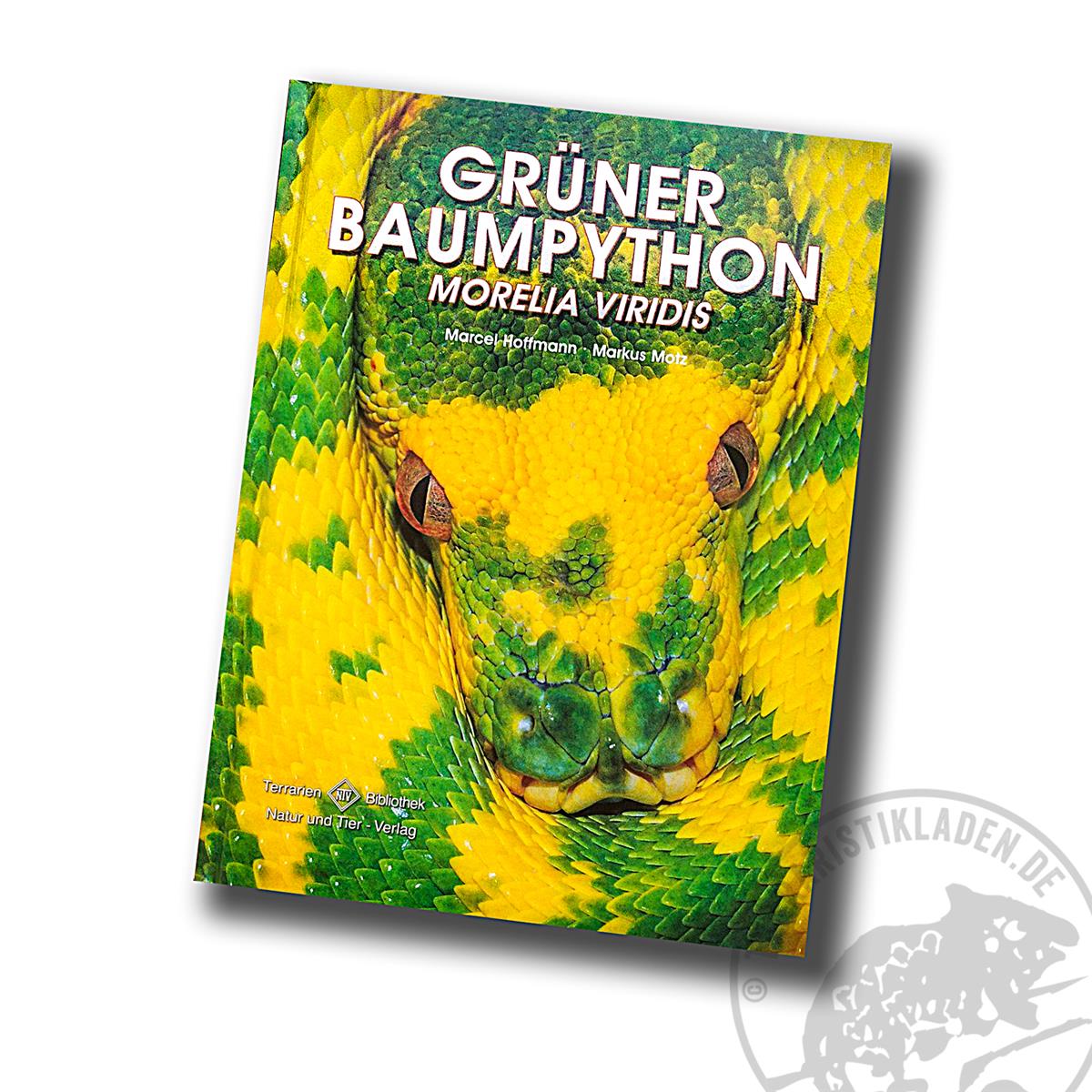 Grüner Baumpython Morelia viridis