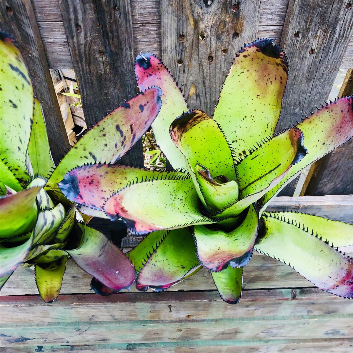 Neoregelia silvomontana Bromelie