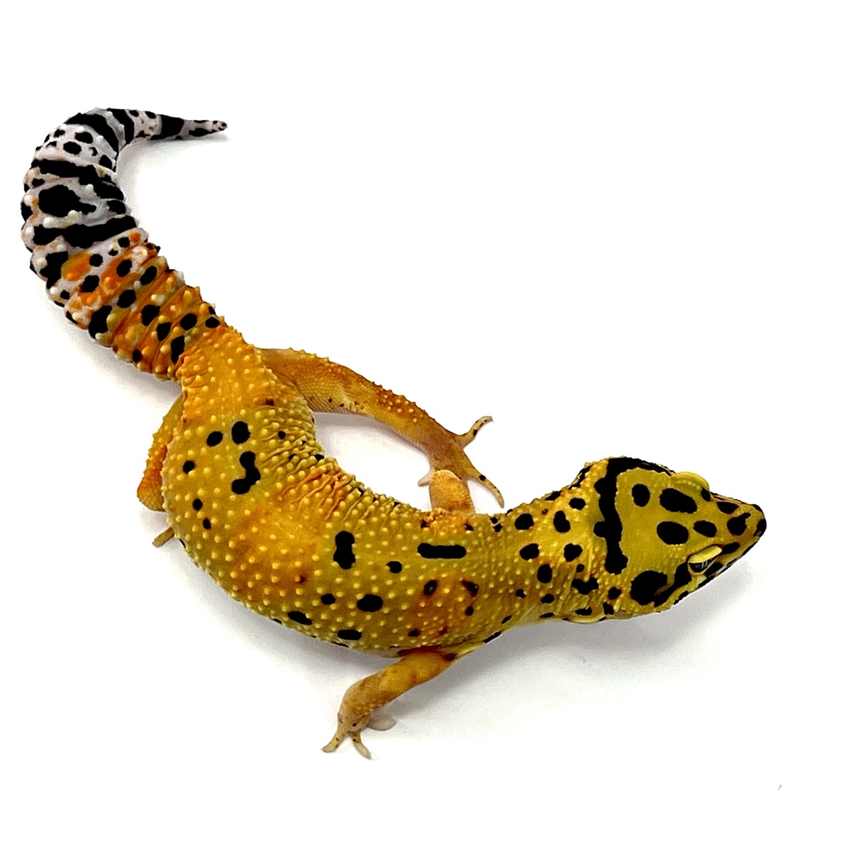 TangerineTornado Leopardgecko