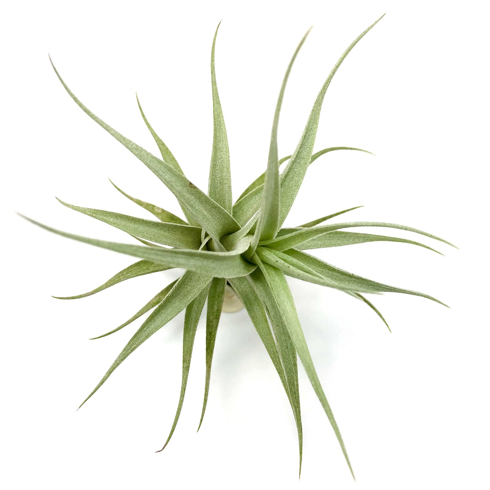 Tillandsia albida minor