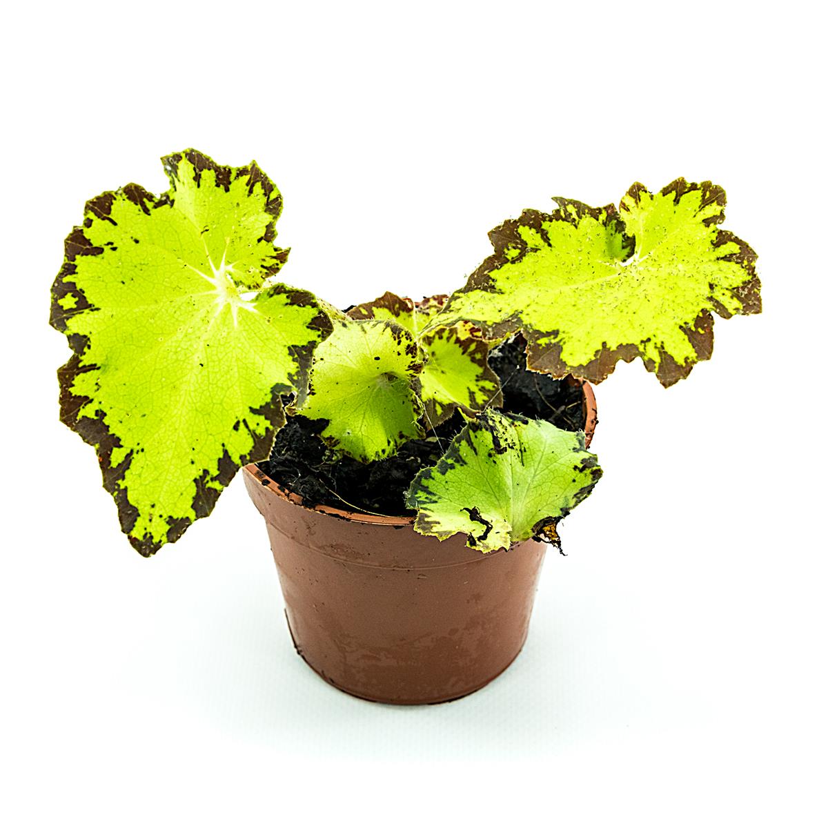 Begonia bowerae