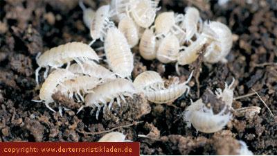 Weiße Asseln Trichorhina tomentosa