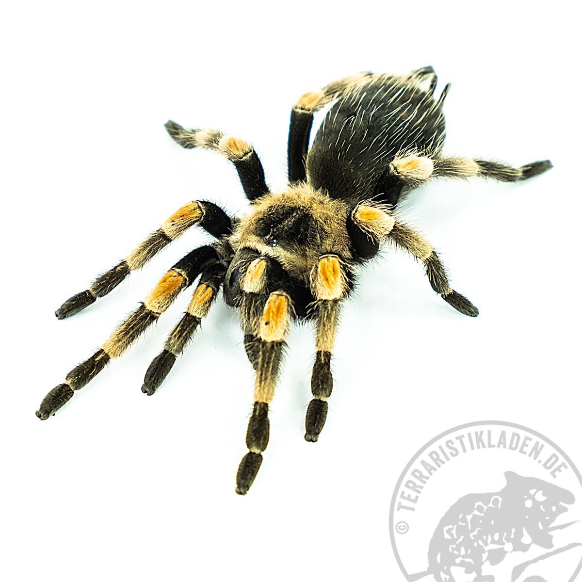 Brachypelma harmorii ehem smithi