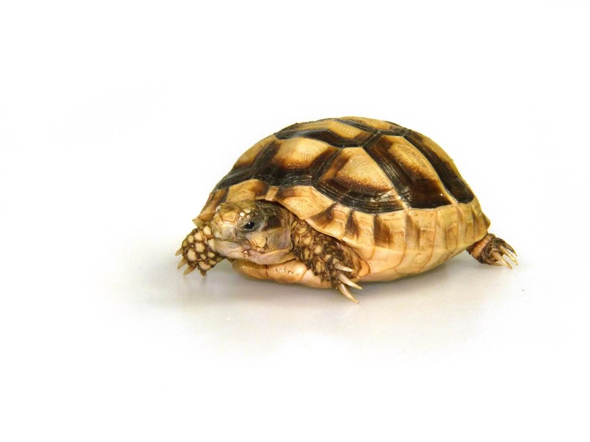 Breitrandschildkröte Testudo marginata