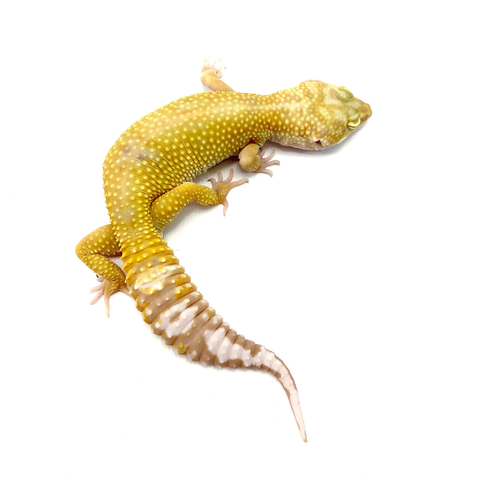 Leopardgecko Albino Mandarin Tangerine