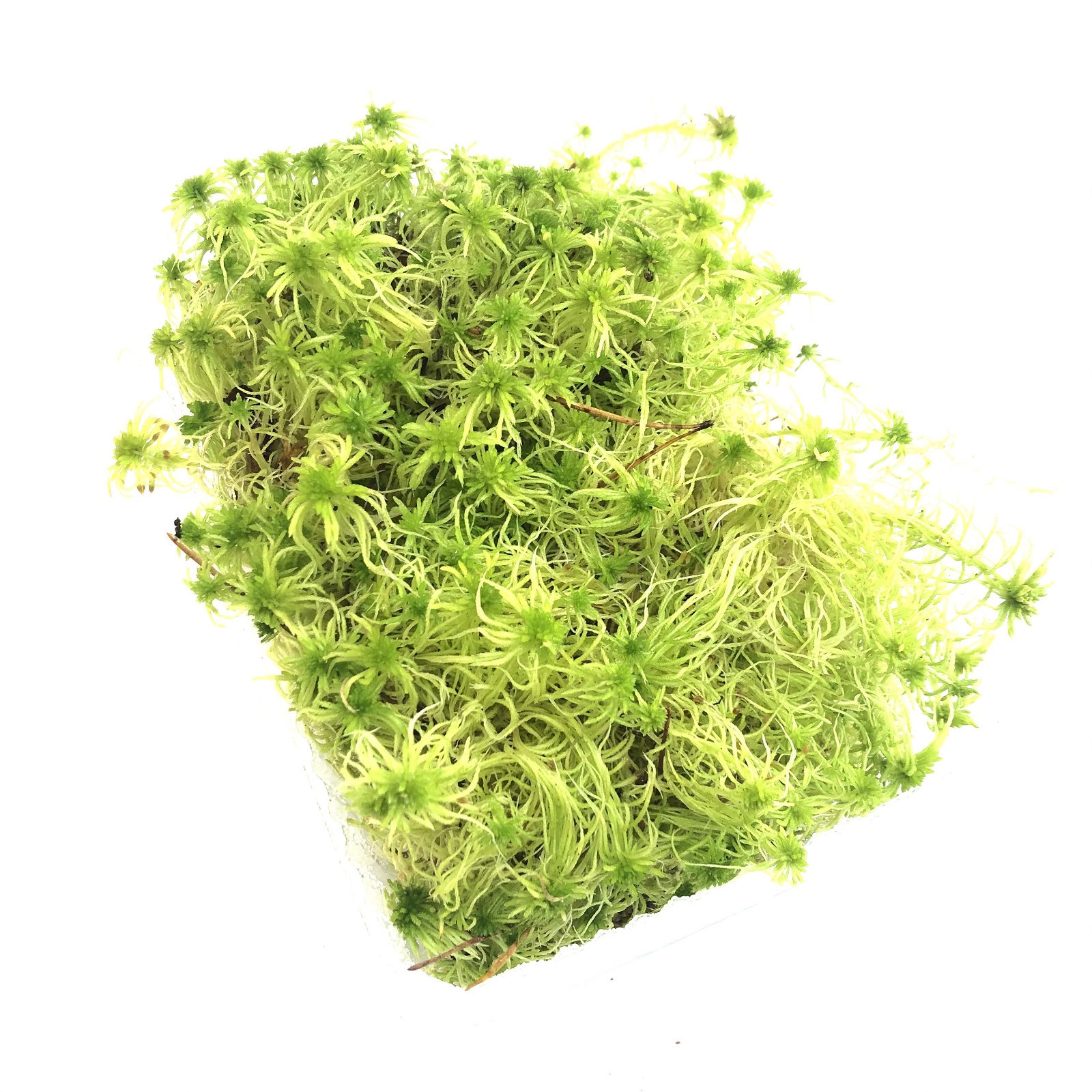 Sphagnum Moos