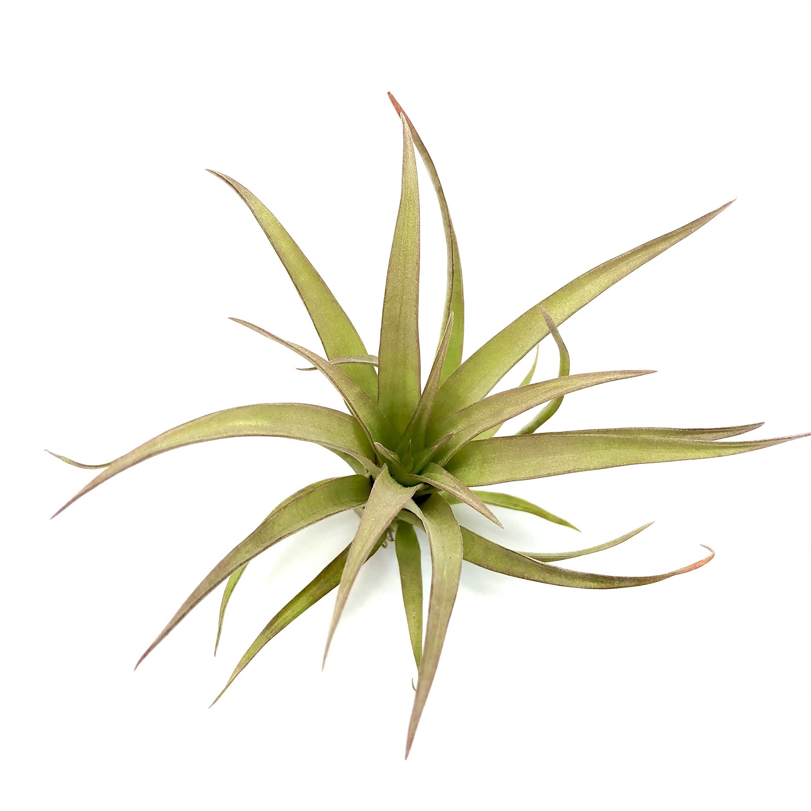 Tillandsia capitata red