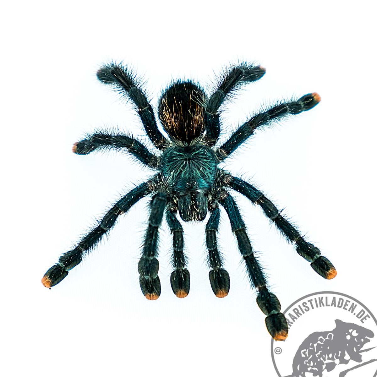 Avicularia avicularia