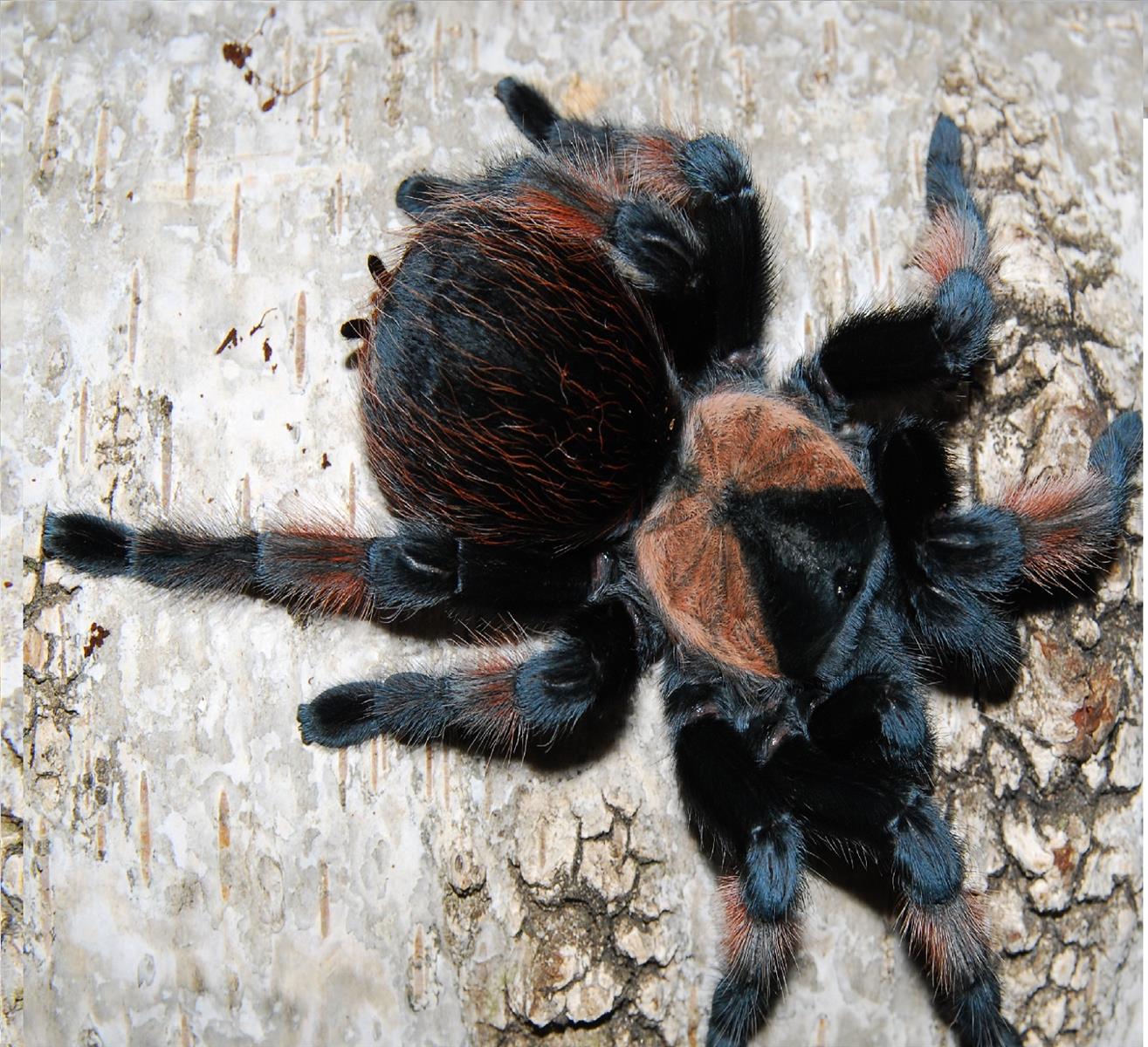 Rotbeinvogelspinne Brachypelma emilia