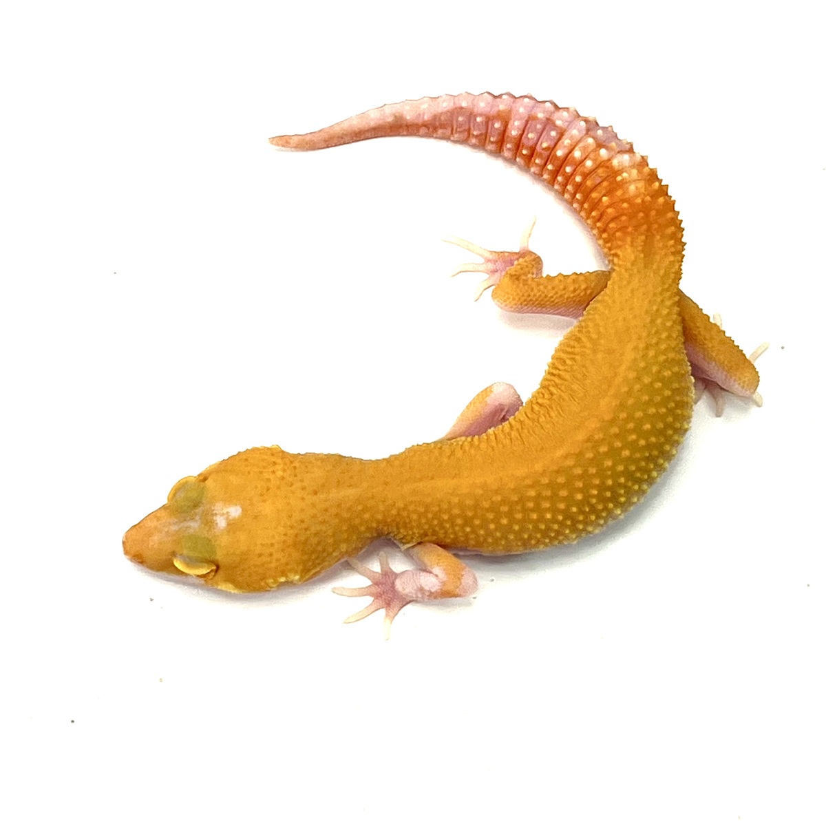 Patternless Tremper Albino Tangerine W&Y Eclipse