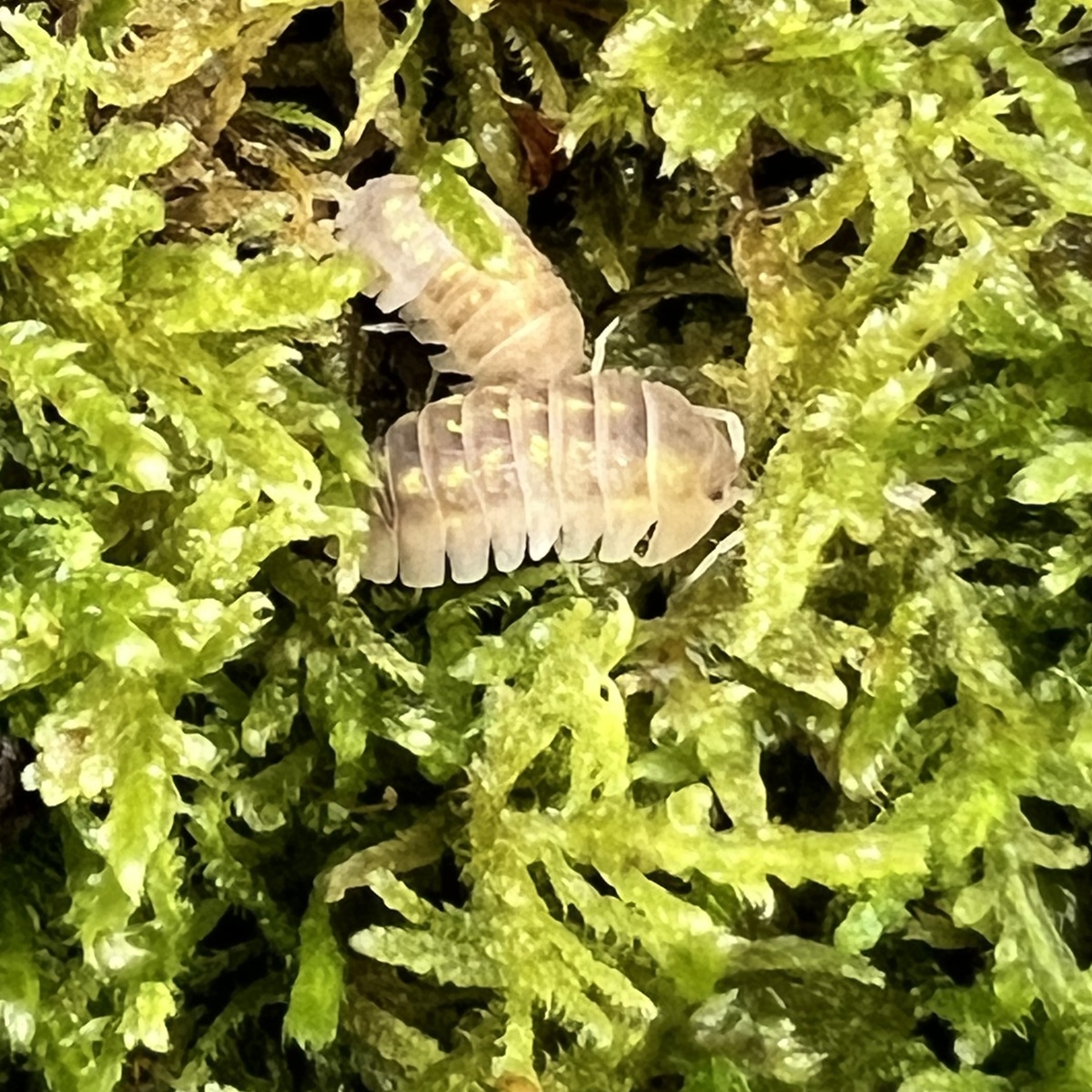 Armadillidium granulatum "Soft Orange" 10 Tiere