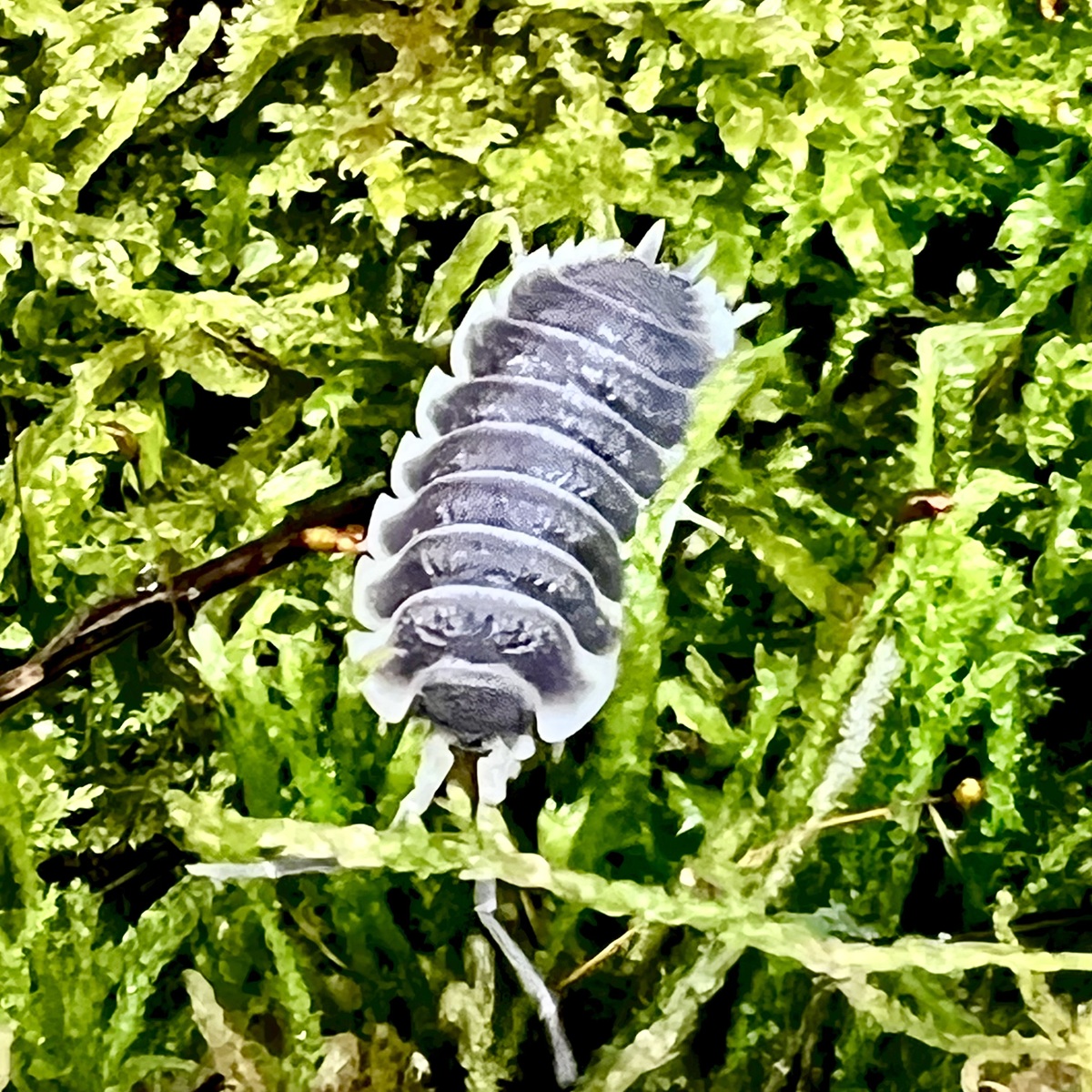 Porcellio hoffmannseggi