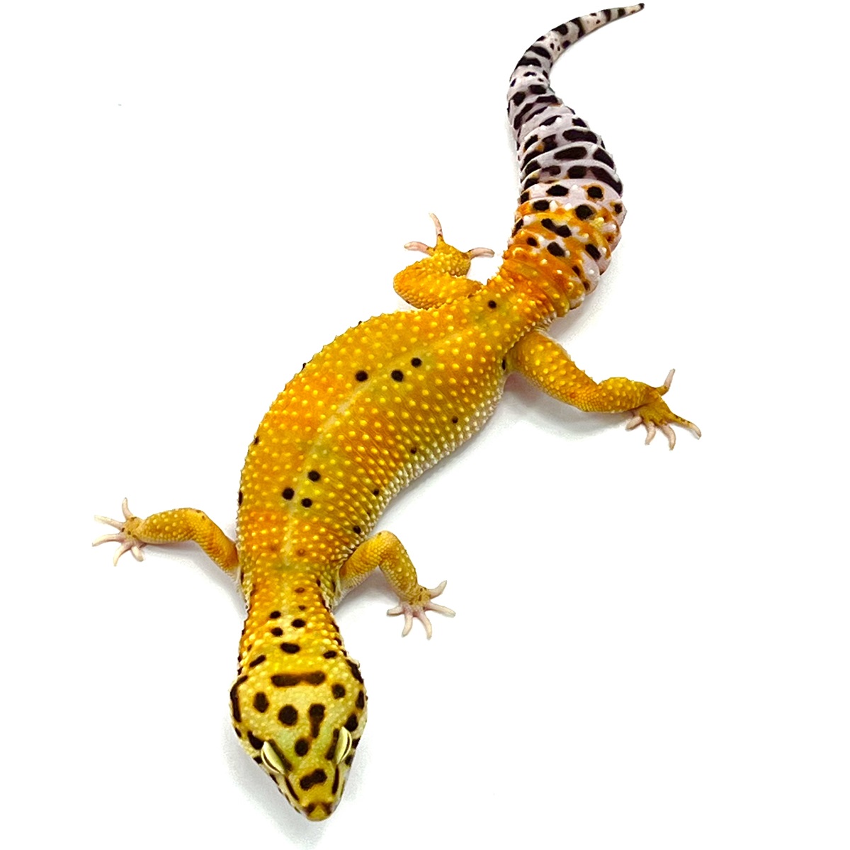 Tangerine Leopardgecko